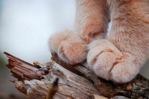 Czy wiesz, ile palców w kotu z przodu i tylnych nóg?